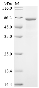 Recombinant Human CCR4-NOT transcription complex subunit 6-like (CNOT6L)
