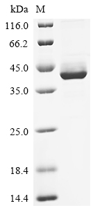 Recombinant Human Lymphocyte antigen 6 complex locus protein G6d (LY6G6D), partial