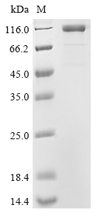 Recombinant Macaca fascicularis Cadherin 17 (CDH17), partial (Active)