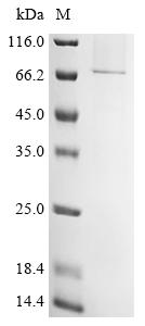 Recombinant Measles virus Hemagglutinin glycoprotein (H)