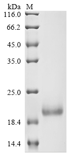 Recombinant Human Secreted and transmembrane protein 1 (SECTM1), partial