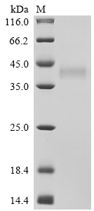 Recombinant Human Tumor necrosis factor receptor superfamily member 17 (TNFRSF17), partial, Biotinylated