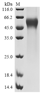 Recombinant Human Membrane cofactor protein (CD46), partial