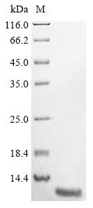 Recombinant Mouse Acyl-CoA-binding protein (Dbi)
