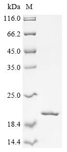 Recombinant Mycobacteroides abscessus ESAT-6-like protein (esxT)