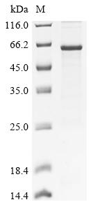 Recombinant Human Squalene monooxygenase (SQLE), partial