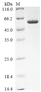 Recombinant Human Interleukin-12 receptor subunit beta-1 (IL12RB1), partial