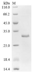 Recombinant Human Interleukin-4 receptor subunit alpha (IL4R), partial