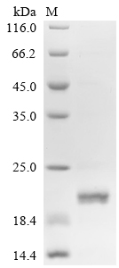 Recombinant Human Prominin-2 (PROM2), partial