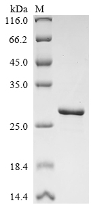 Recombinant Human Odorant-binding protein 2a (OBP2A) (C114S,K127N)