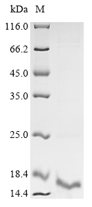Recombinant Dermatophagoides pteronyssinus Major mite allergen Der p 23