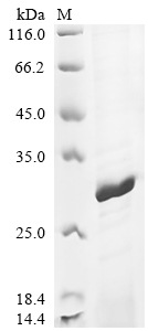 Recombinant Mouse Peroxiredoxin-4 (Prdx4) (L41YGRKKRRQRRRL)