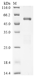 Recombinant Mouse Histone acetyltransferase p300 (Ep300), partial