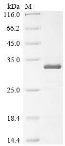 Recombinant Human Ras-related protein M-Ras (MRAS)