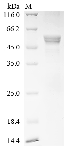 Recombinant Human Cis-aconitate decarboxylase (ACOD1)