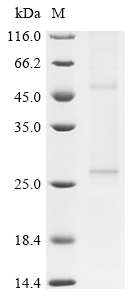 Recombinant Rat Uroplakin-1b (Upk1b)