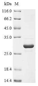 Recombinant Human Phosphatidylinositol 4,5-bisphosphate 3-kinase catalytic subunit alpha isoform (PIK3CA), partial