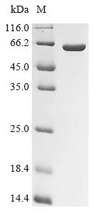 Recombinant Human Mitogen-activated protein kinase 14 (MAPK14)