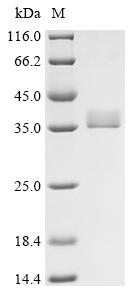 Recombinant Alternaria alternata Probable NADP-dependent mannitol dehydrogenase