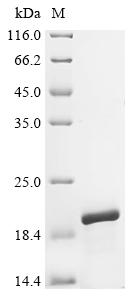 Recombinant Human Small nuclear ribonucleoprotein Sm D3 (SNRPD3)