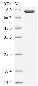 Recombinant Human Myb-related protein A (MYBL1)