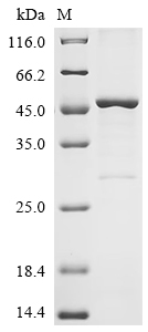 Recombinant Chicken Alpha-N-acetylgalactosaminidase (NAGA)