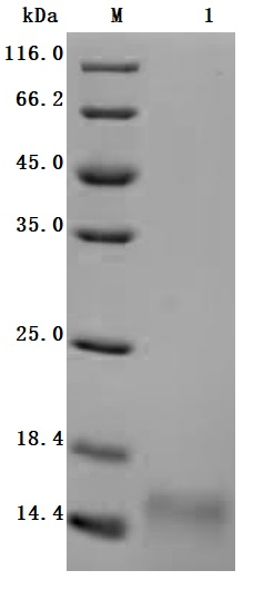 Recombinant Macaca fascicularis Gastric inhibitory polypeptide receptor (GIPR), partial (Active)