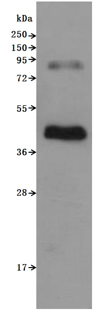 Recombinant Human C-C chemokine receptor type 6 (CCR6)-VLPs (Active)