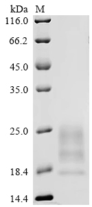 Recombinant Cowpox virus 14 kDa protein (A27L)