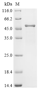 Recombinant Chicken Alpha-N-acetylgalactosaminidase (NAGA)