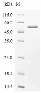 Recombinant Human Basic leucine zipper and W2 domain-containing protein 2 (BZW2)