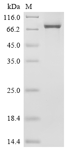Recombinant Human Calpain-1 catalytic subunit (CAPN1)