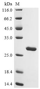 Recombinant Human NAD-dependent protein deacetylase sirtuin-3, mitochondrial (SIRT3) (R235A,E246A), partial
