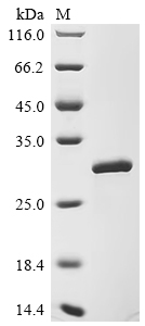 Recombinant Human NAD-dependent protein deacetylase sirtuin-3, mitochondrial (SIRT3) (R235A,E246A), partial