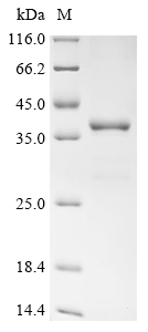 Recombinant Mouse Protein Wnt-3a (Wnt3a), partial