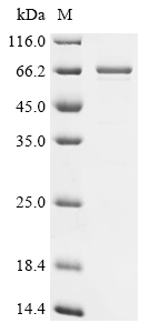 Recombinant Mesocricetus auratus T-cell surface glycoprotein CD4 (Cd4), partial