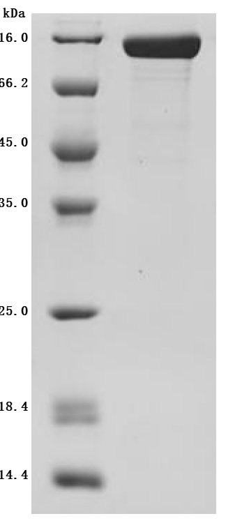 Recombinant Macaca fascicularis CUB domain containing protein 1 (CDCP1), partial (Active)