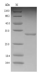 Yeast Kif1c protein