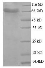 Bovine ACHE protein