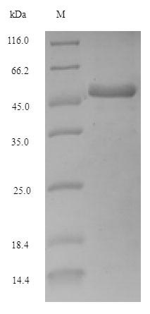E. coli add protein