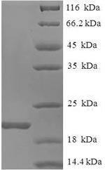 Mouse Aif1 protein