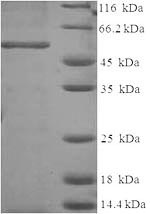 Human ANXA2 protein