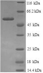 Human ANXA9 protein