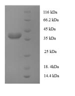 Human AP1S3 protein