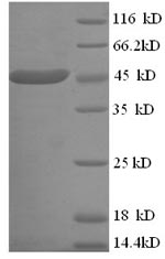 Mouse Apoa4 protein