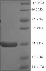 Human APOC2 protein