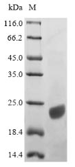 Human APOC3 protein