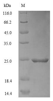 Mouse Apoc3 protein
