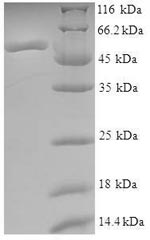 Human ASNA1 protein