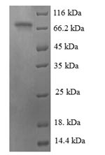 Human ATF2 protein